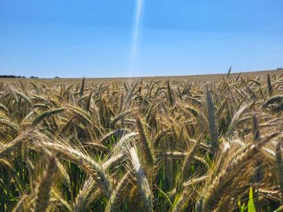 Bioenergie Trent - Harvest 2024